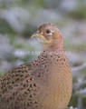 Frosty Pheasant by Jake Eastham
