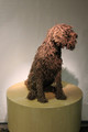 Ropey Dog Brown Sculpture by Dominic Gubb