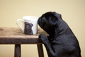 Mug - Black Pug from an original artwork by Justine Osborne