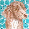Spaniel by Kathy Webster