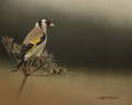                     Goldfinch by Marc Mitchard