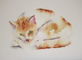                                    'Cat Nap'  Watercolour by Jean Haines