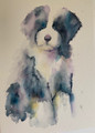                                                                         Bearded Collie Puppy -  A Canine Study in Watercolour by Jean Haines