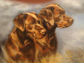 Chocolate Labradors 'Smartie and Buttons' an Oil Painting by Kathryn Dalziel