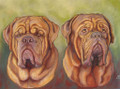 Portraiture Sample of a French Mastiff in Pastel by Eskandar Magzub