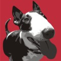 Print of English Bull Terrier on red by Emily Burrowes