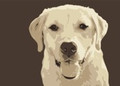 Print of Yellow Labrador by Emily Burrowes