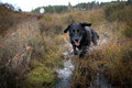 Pet Portrait Photography Sample of a Black Labrador by Eloise Leyden