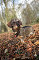 Pet Portrait Photography Sample of a Wire haired Dachshund by Eloise Leyden