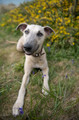 Pet Portrait Photography Sample of a Whippet by Eloise Leyden