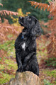 Pet Portrait Photography Sample of a Working Cocker by Eloise Leyden