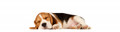 Sleepy Beagle Photograph by Chris Pethick Pet Portrait Photographer