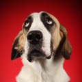 Angel on Red Photograph by Chris Pethick Pet Portrait Photographer