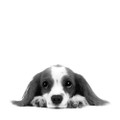 Cavalier King Charles Spaniel Black and White Photograph by Chris Pethick Pet Portrait Photographer
