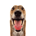 Longdog Photograph by Chris Pethick Pet Portrait Photographer