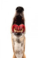 Panting Longdog Photograph by Chris Pethick Pet Portrait Photographer