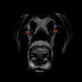 Black Labrador Photograph by Chris Pethick Pet Portrait Photographer