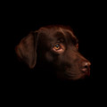 A Chocolate Labrador Photograph by Chris Pethick Pet Portrait Photographer