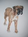 Portraiture Sample of a Boxer by Andrea Abraham