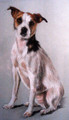 Parson Jack Russell Painting by Camilla Gardner