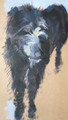Black Shaggy and Gorgeous Lurcher Painting by Sally Muir