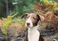 Pet Portrait Photography Sample of a Whippet Collie Cross by Eloise Leyden