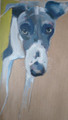 The Whippet an Oil Painting by Sally Muir