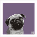 Print of a Pug on purple  by Emily Burrowes