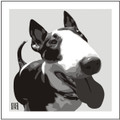Print of English Bull Terrier  on Grey by Emily Burrowes
