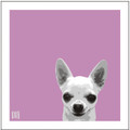 Print of a Chihuahua  on pink by Emily Burrowes