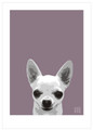 Print of a Chihuahua on purple II by Emily Burrowes