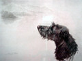 Deerhound Head Study by Maud Earl