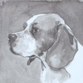   Beagle by Ian Mason