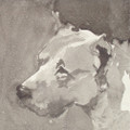   Dogo Argentino II by Ian Mason