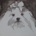   Maltese Terrier by Ian Mason