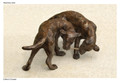 Bronze Labrador Sculpture by Rosemary Cook