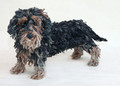   Wirehaired Dachshund Rope Dog Sculpture by Dominic Gubb