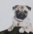  Pug Painting by Coral Hutchings
