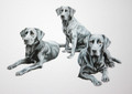 Labradors by Coral Hutchings