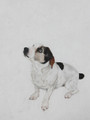 Milo Jack Russell Painting by Coral Hutchings