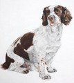 Springer Spaniel Painting by Coral Hutchings