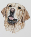 Golden Retriever Painting by Coral Hutchings