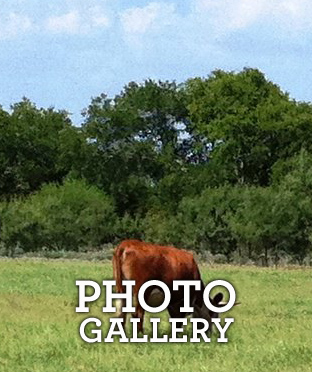 Cattle_Photo_Gallery