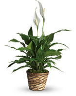 small Peace lily