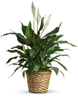 large Peace Lily
