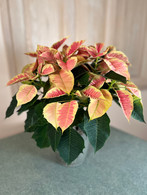 Pink Varigated Poinsettia