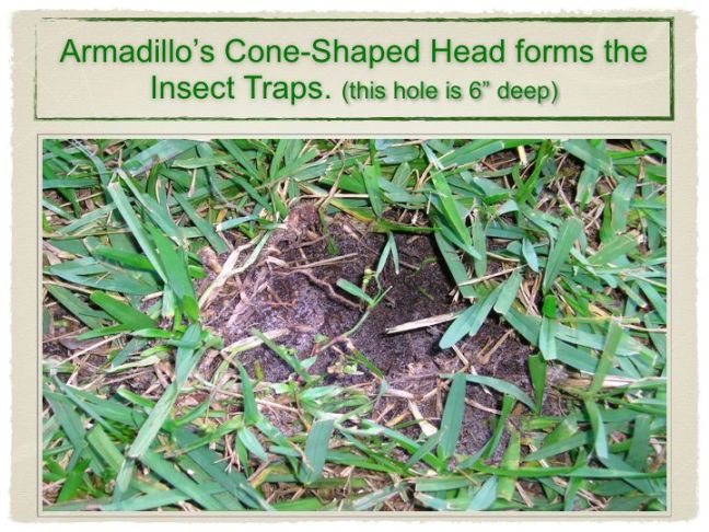 Yard Pest Control Diagnosis