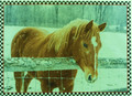 Oak Street Wholesale "Horse Fence " LED Lighted Canvas #552 28" x 20"