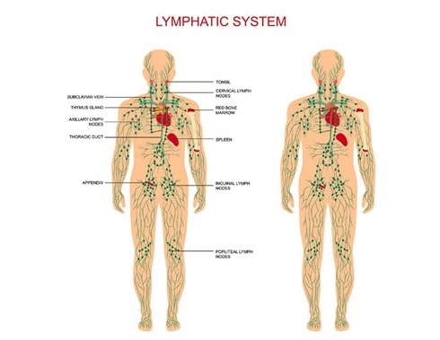 lymphaticsystem.jpg