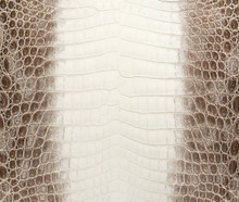 Nile Crocodile - U.B.B - Himalayan 